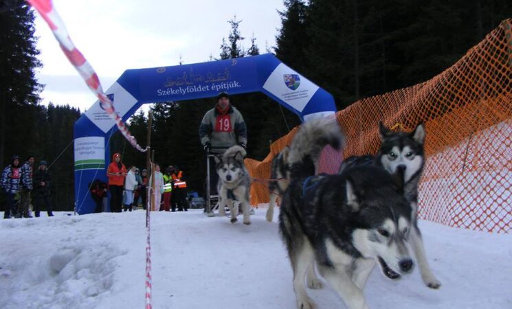 International dog sled competition in Harghita County